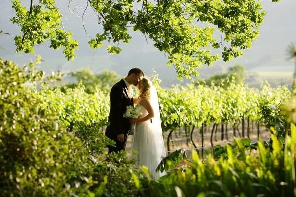 A bride and groom are kissing under a tree in a vineyard.