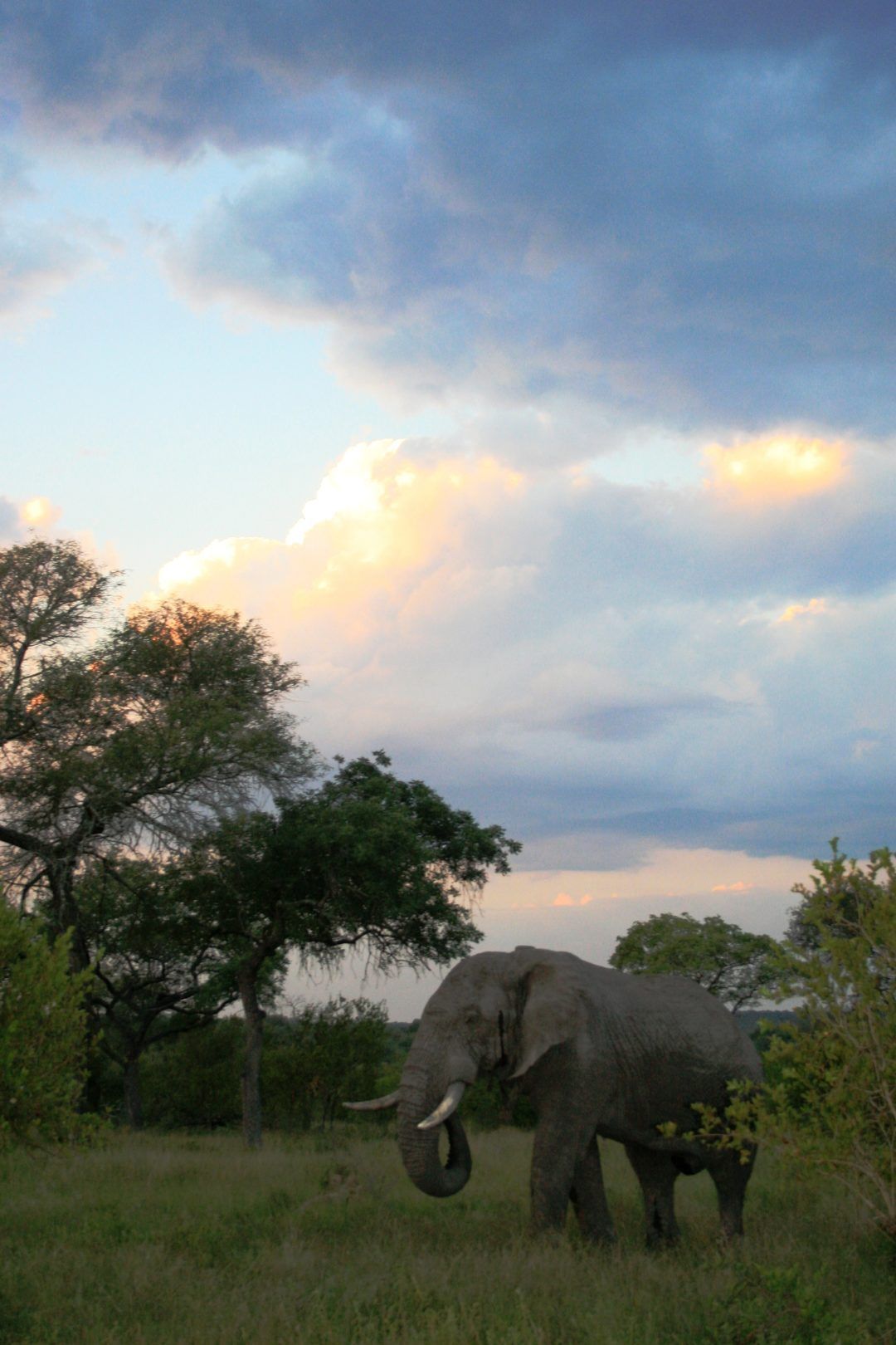 An elephant is standing in a field with trees in the background.