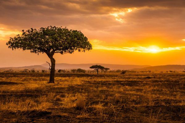 A tree in the middle of a field at sunset.
