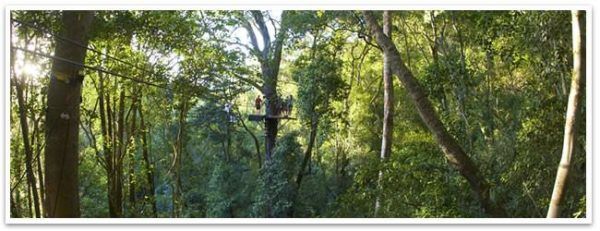 A person is riding a zip line through a forest.