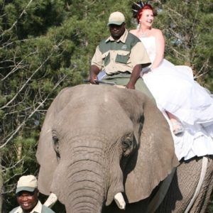 A bride and groom ride on the back of an elephant