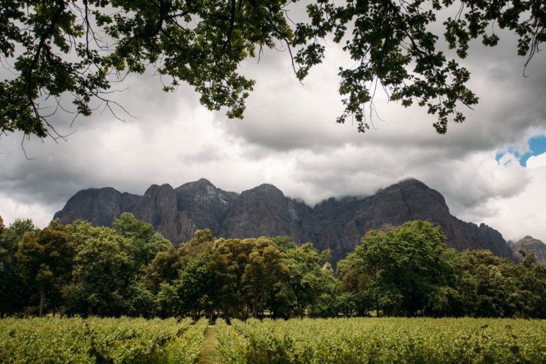 A vineyard with mountains in the background and trees in the foreground