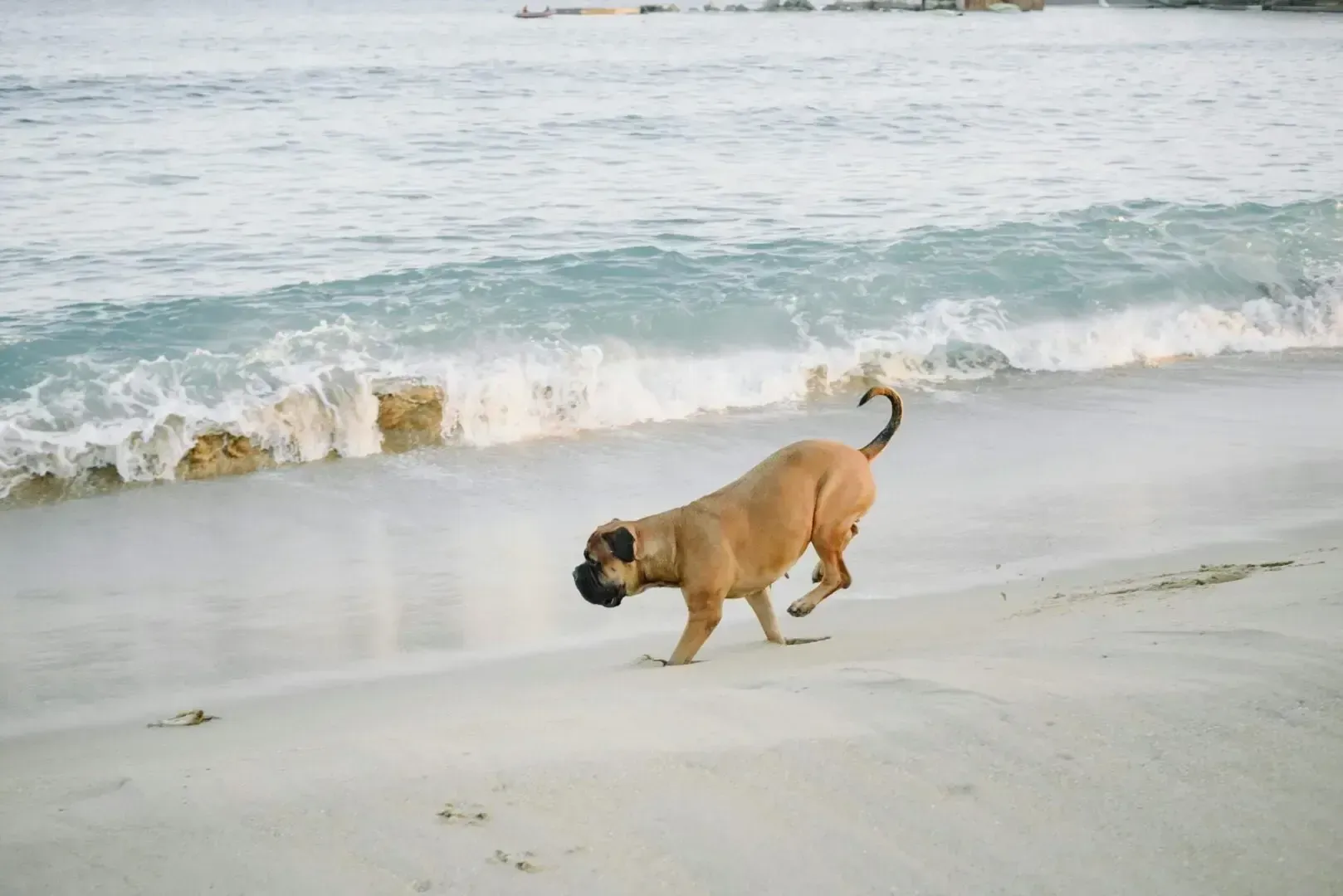 Convenient Pet Cremation Services Oakland, CA