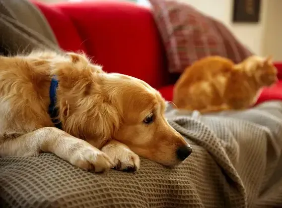 Pet Cremation Services Oakland, CA