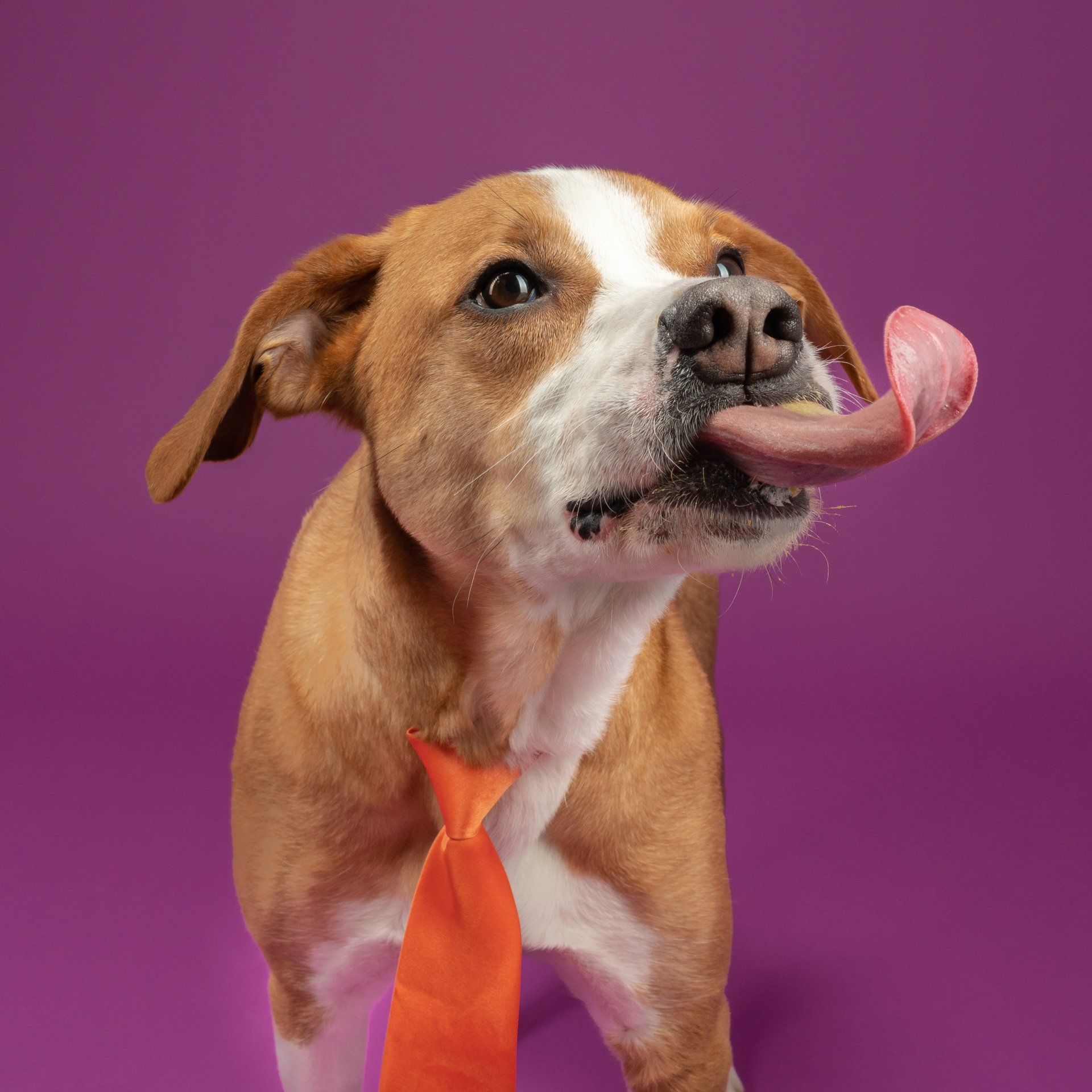 Dog licking peanut butter outlet