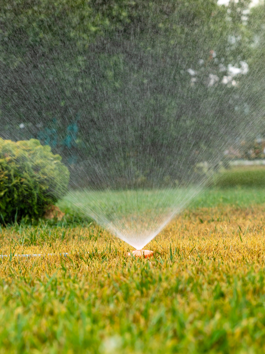 Sprinkler watering a grassy lawn in a garden, with a blurred tree line in the background