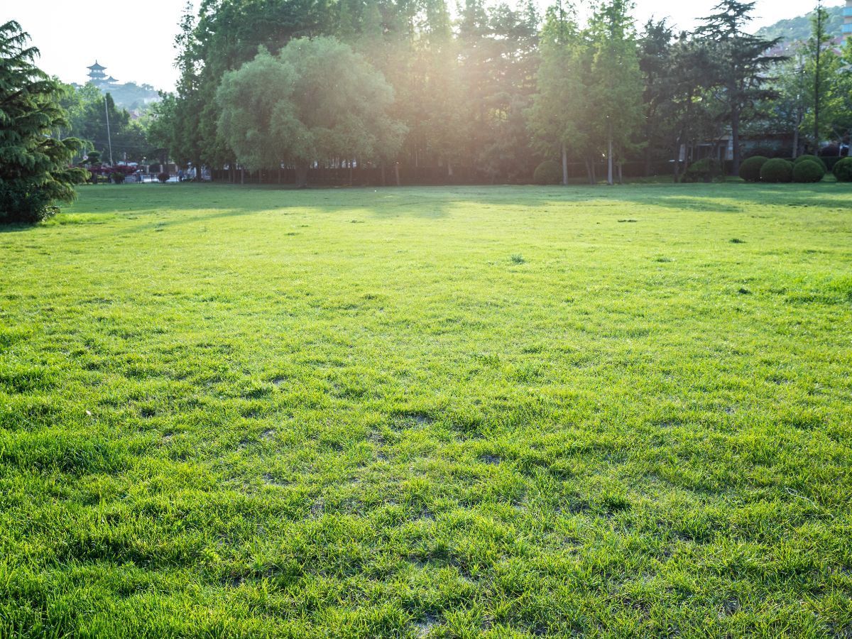 Sunlit green park lawn with trees in the background