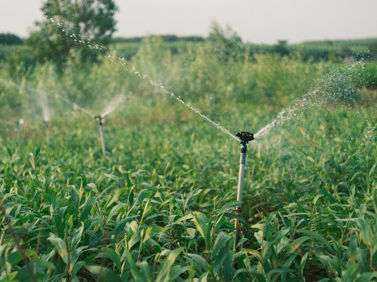 Sprinklers watering a green crop field under a hazy sky