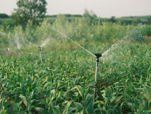 Irrigation sprinklers spraying water over a green crop field on a sunny day