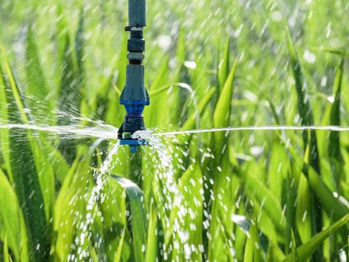 Water sprinkler spraying a green crop field