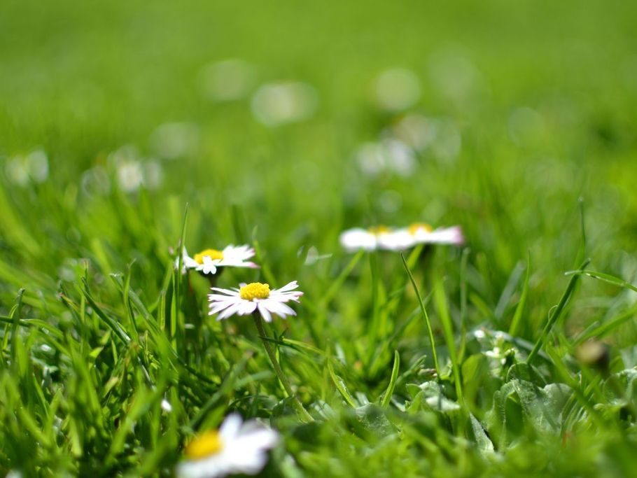 White daisies among green grass in a close-up garden scene