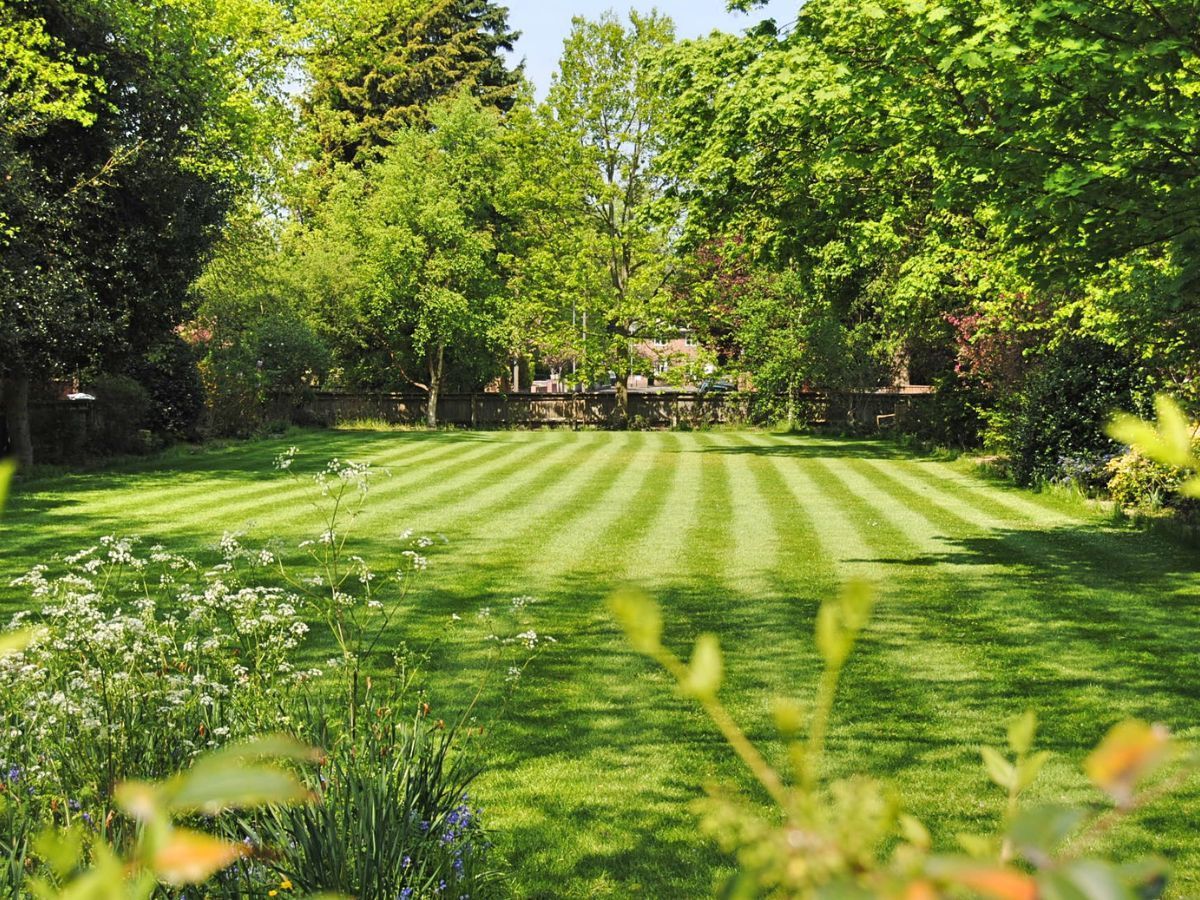 Sunlit green lawn with striped grass, surrounded by trees and shrubs in a park or garden