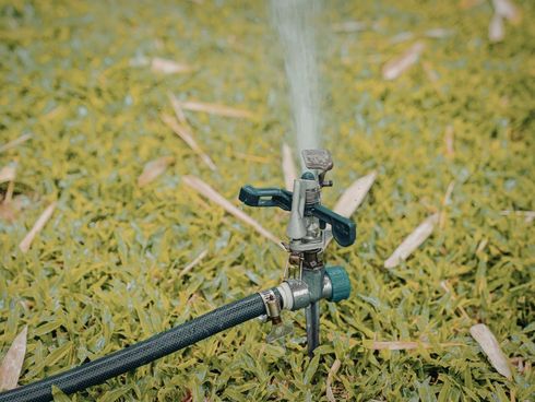 Sprinkler head spraying water on green grass with a black hose attached