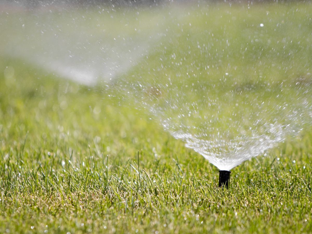 Sprinkler watering a green lawn with water spraying diagonally across the grass