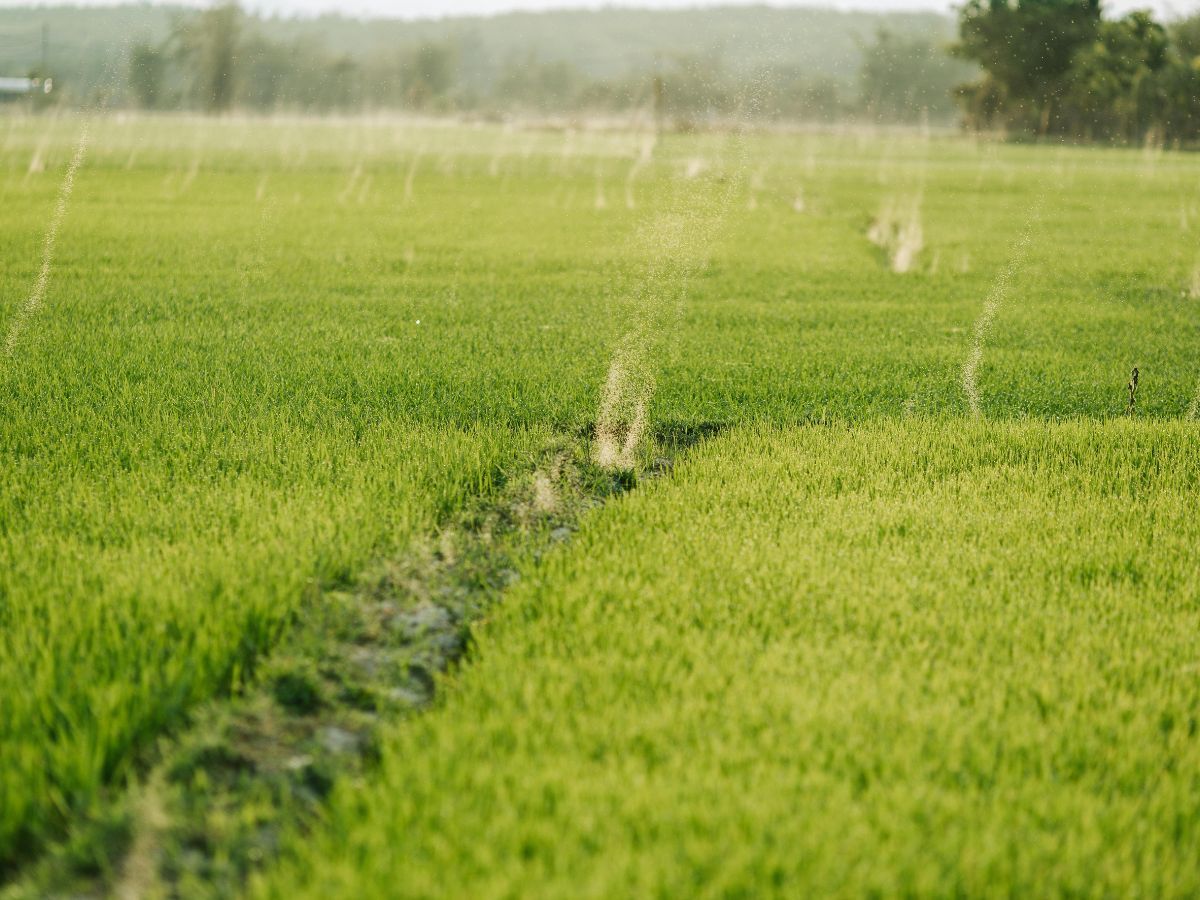 Green rice field with sprinklers spraying water across rows under a hazy sky