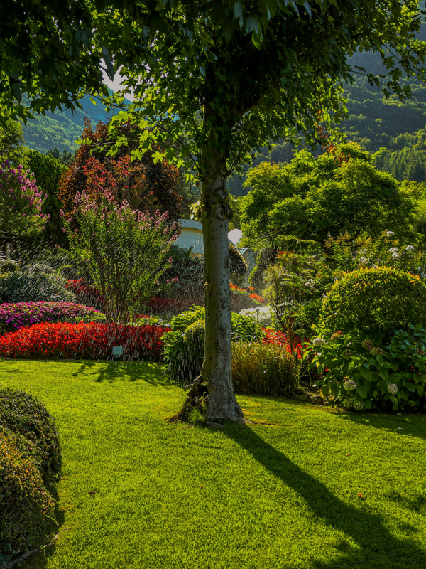 Sunny garden with lush green lawn, flowering shrubs, and a tree casting a long shadow