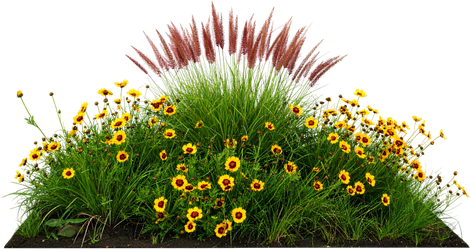 Colorful flower bed with yellow daisies, green grass, and tall pink plumes on a white background