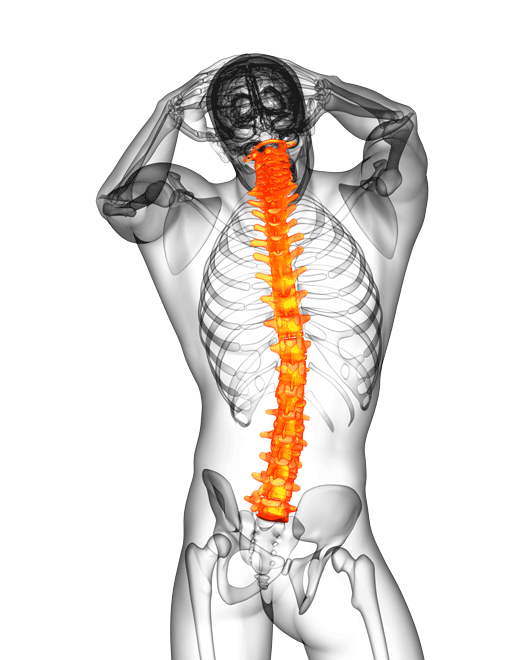Man Spine — Lawrenceville, GA  — Grayson Chiropractic & Rehab