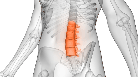 Spine — Lawrenceville, GA  — Grayson Chiropractic & Rehab