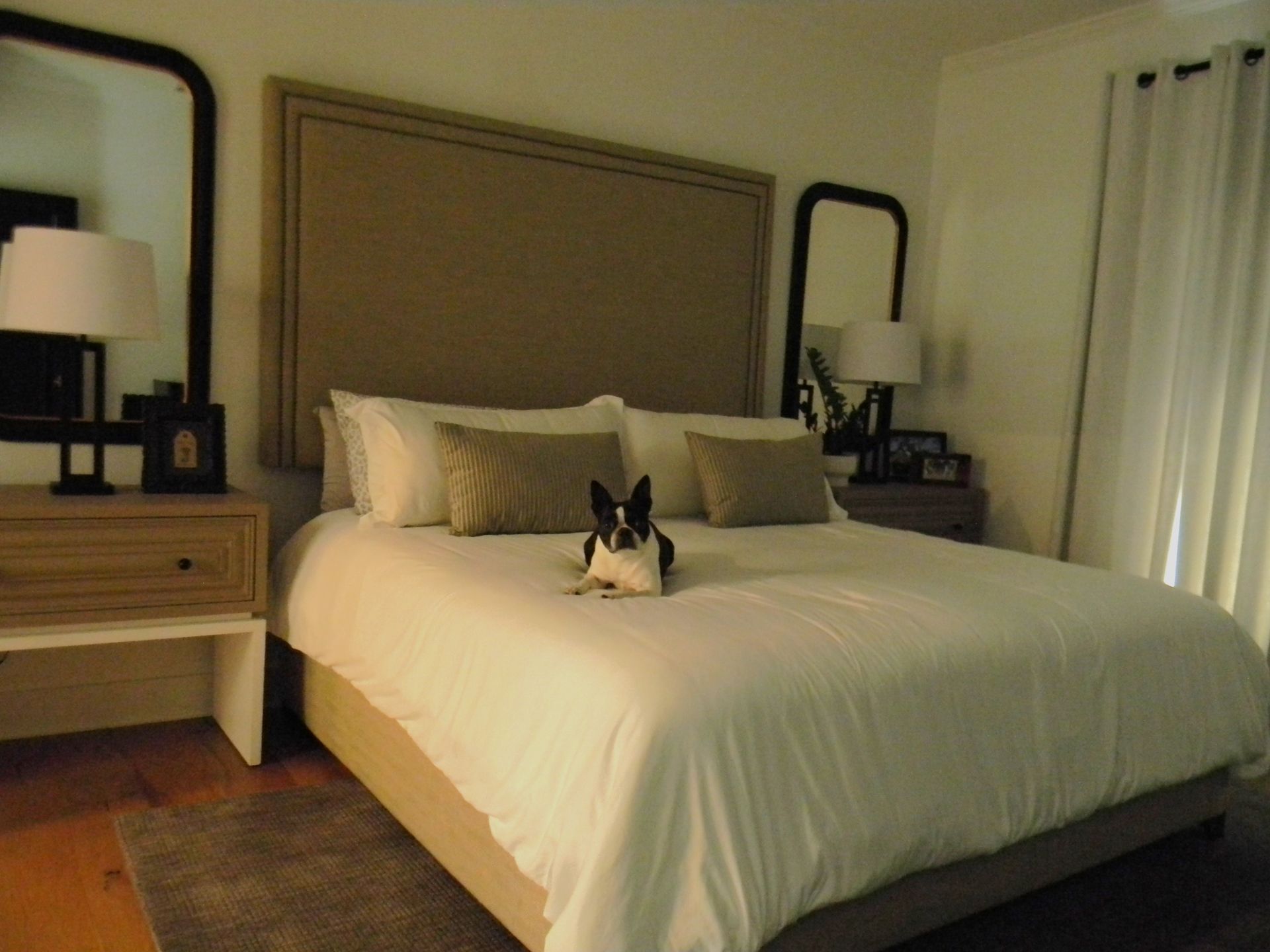 A dog is laying on a bed in a bedroom