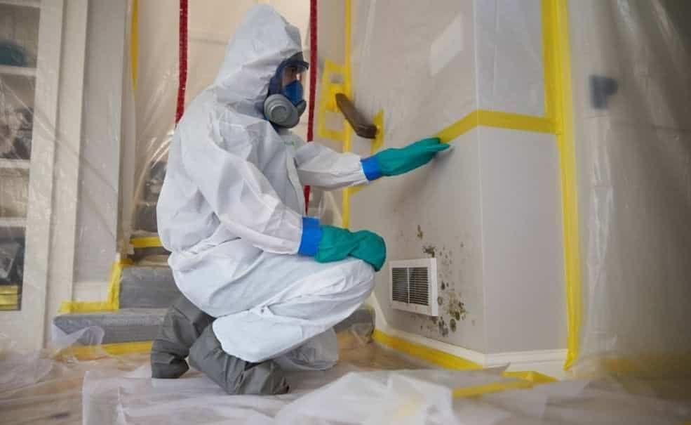 mold removal
