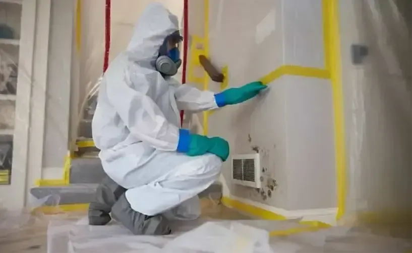 mold removal