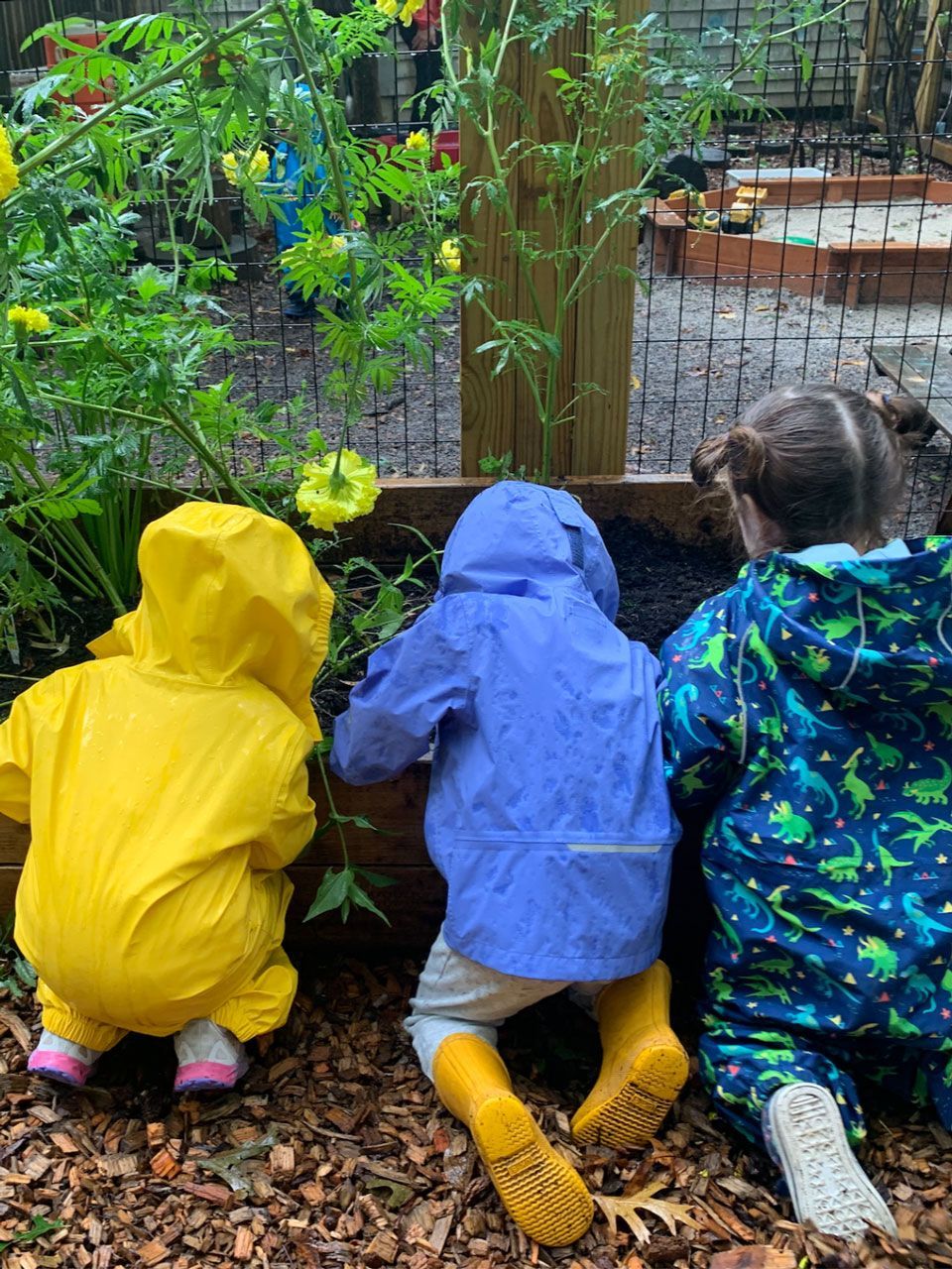 Toddler Montessori children wearing rain gear explore a garden bed during outdoor practical life and nature study.