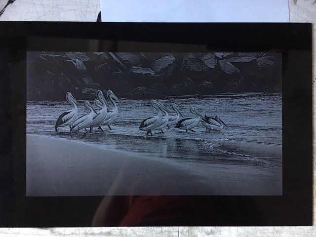 etched image of pelicans