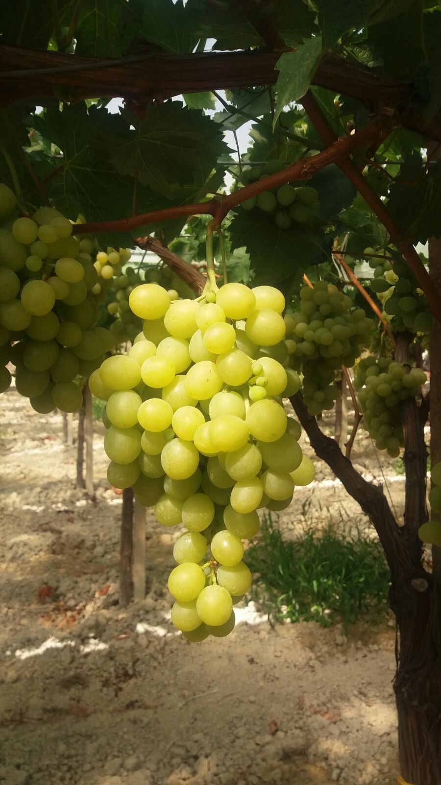 Uva da tavola di Canicattì