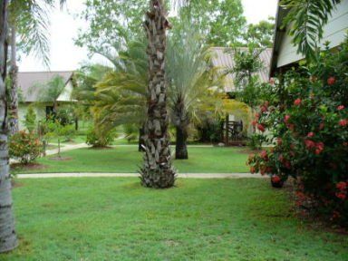 large palm tree on property