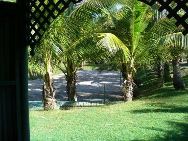 view of palms from porch