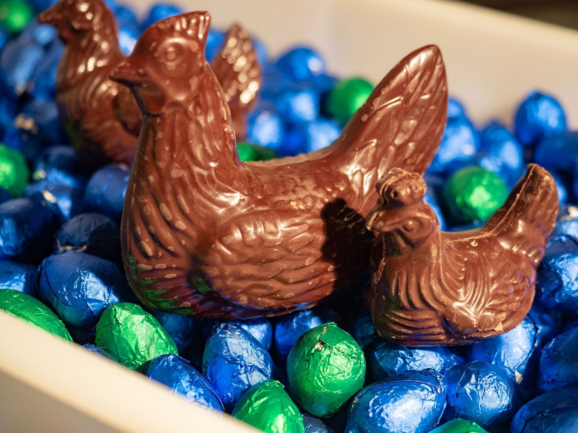 Galline di cioccolato