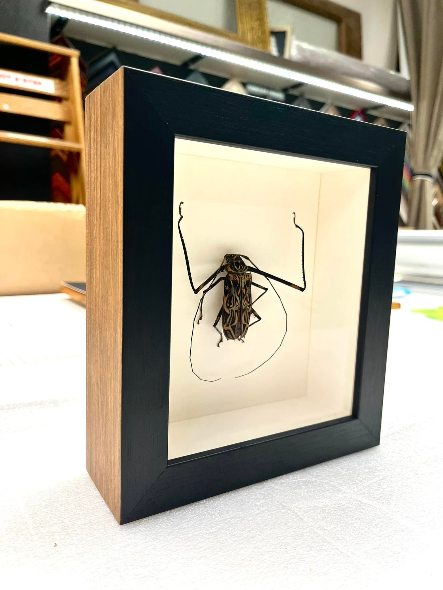 A framed insect is sitting on a table.