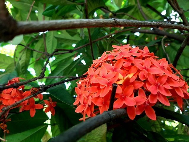 cremation services McIntosh, AL