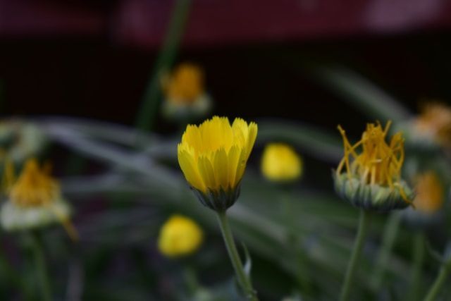 cremation services Saraland, AL