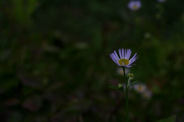 funeral homes Mobile, AL