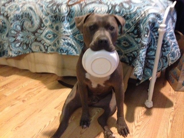 A brown dog sits on a wooden floor, holding an empty white bowl in its mouth, looking toward the camera.