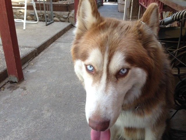 A red and white Siberian husky with striking blue eyes looks toward the camera, tongue out, on a concrete patio.