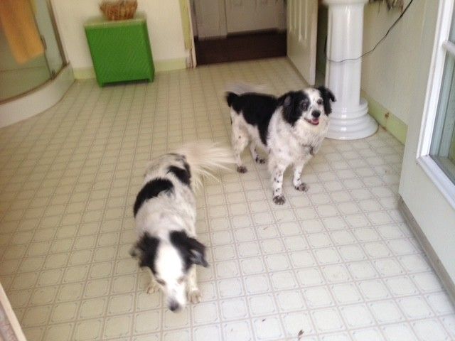 Two small black and white dogs stand on a checkered floor in a bright room, one looking at the camera.