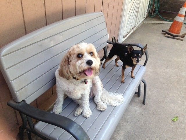 A light-colored, shaggy dog sits on a gray bench next to a smaller, black-and-tan dog standing on the bench.