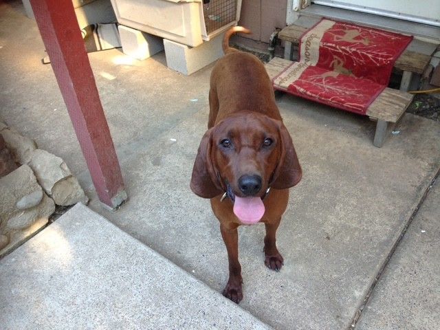 A brown hound dog stands on a concrete patio, looking toward the camera with its tongue out, near some stairs.