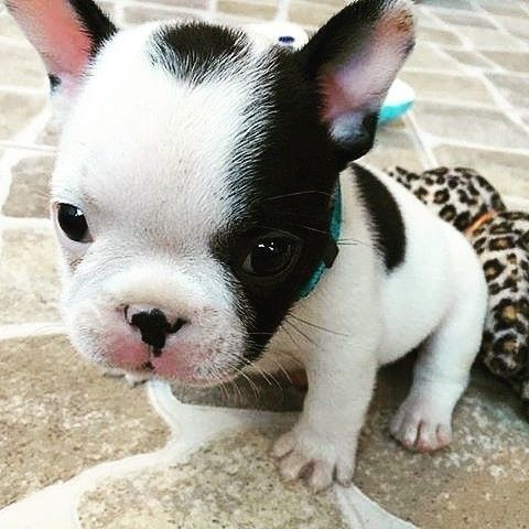 A small black-and-white French Bulldog puppy with a teal collar stands on a tiled floor next to a leopard-print toy.