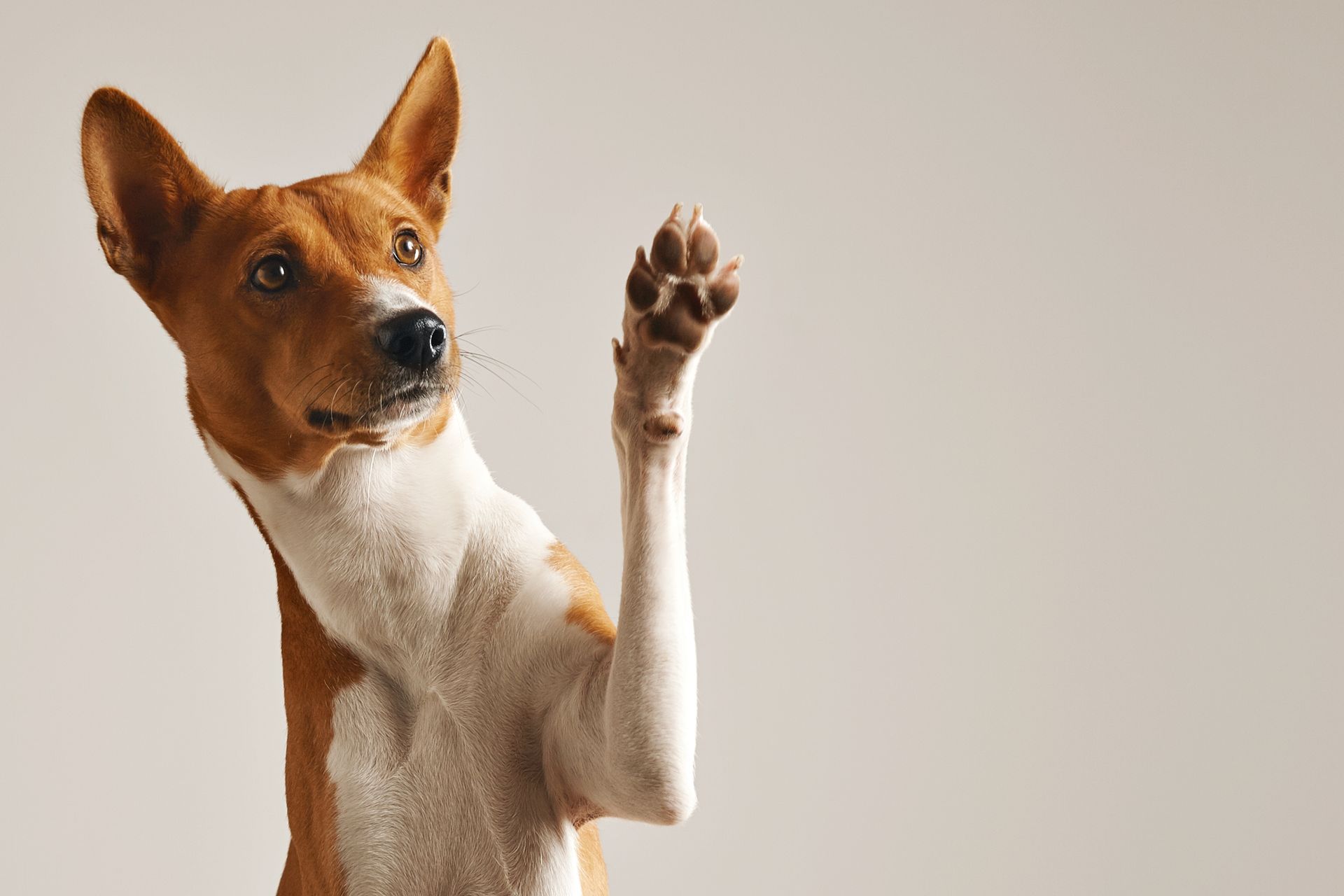 A brown and white Basenji dog looking up with one paw raised against a plain, light background.