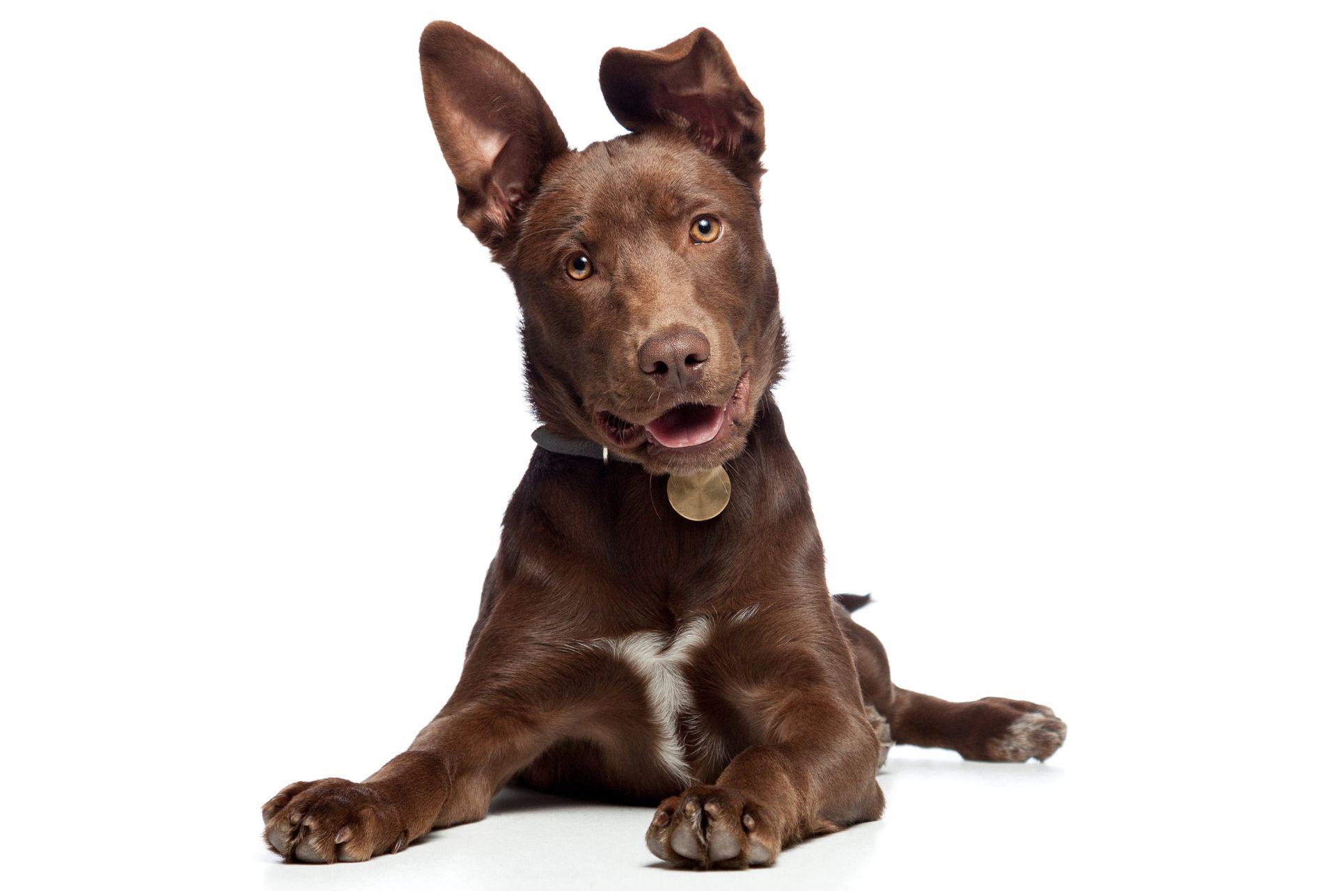 A chocolate-colored dog with one upright ear and one folded ear, lying down against a white background.
