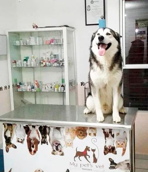 certificado de salud para mascotas leon gto