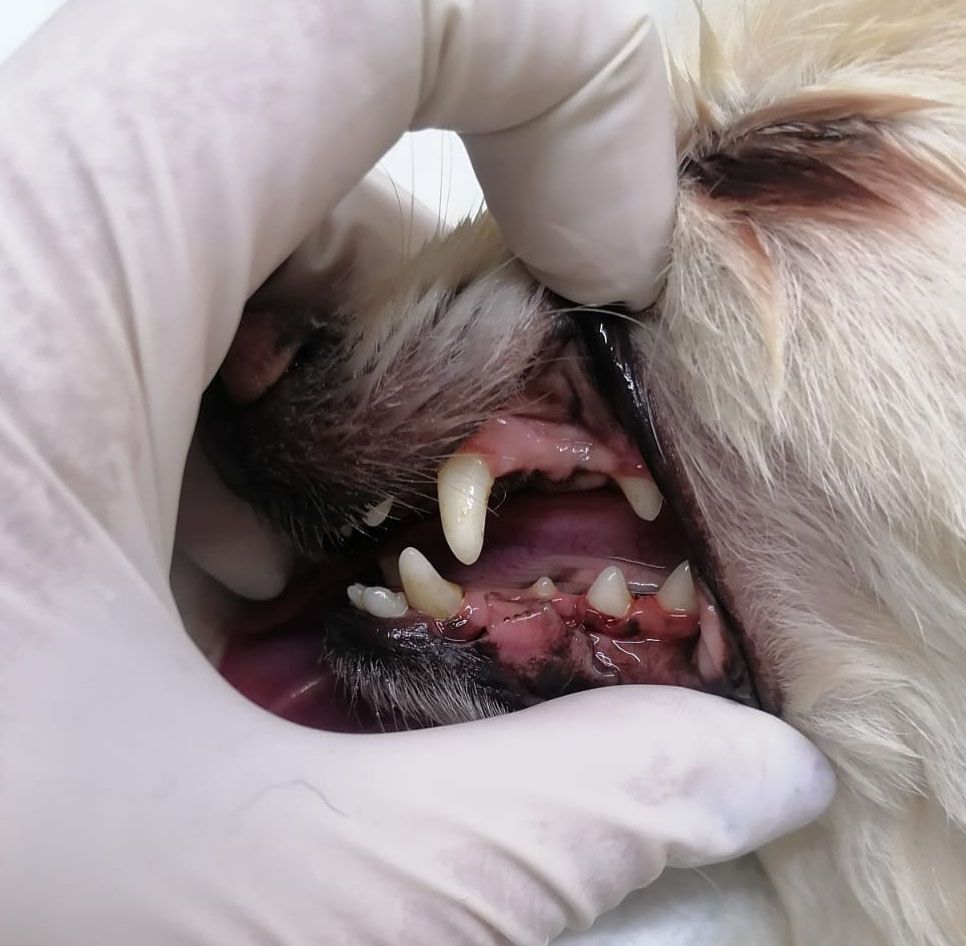 dentista para perros en leon