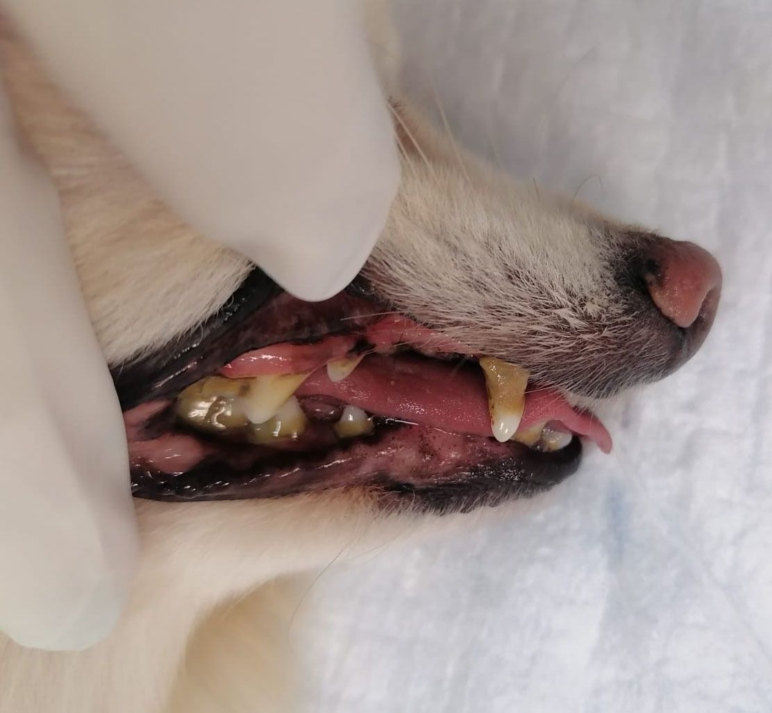 dentista para perros en leon