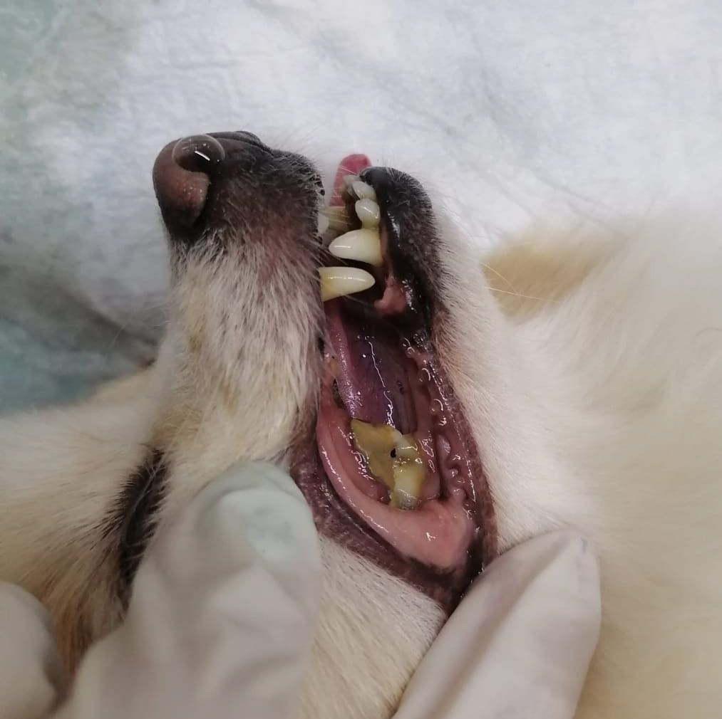 dentista para perros en leon