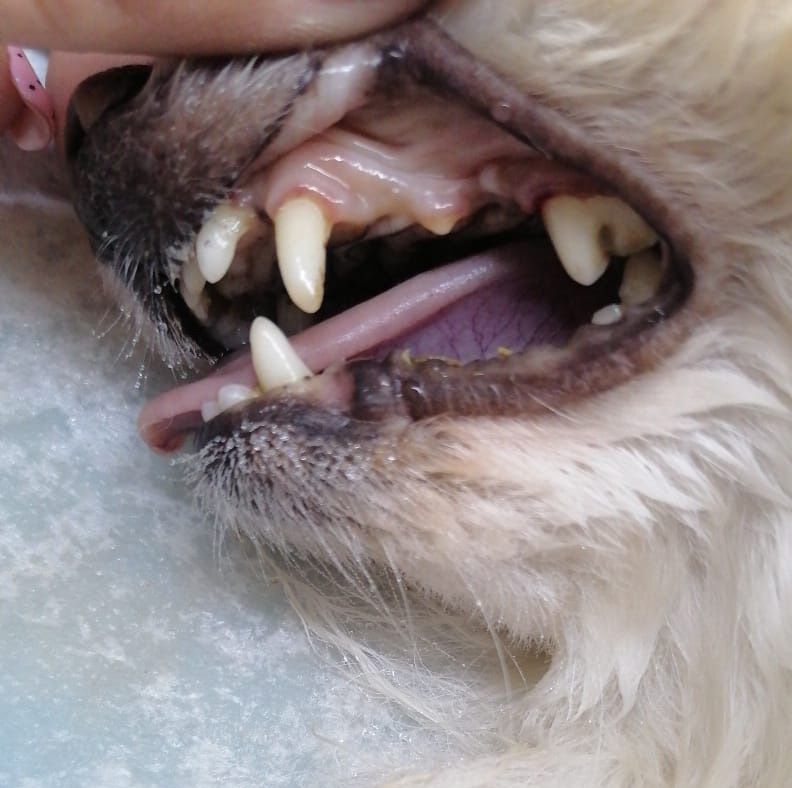 dentista para perros en leon