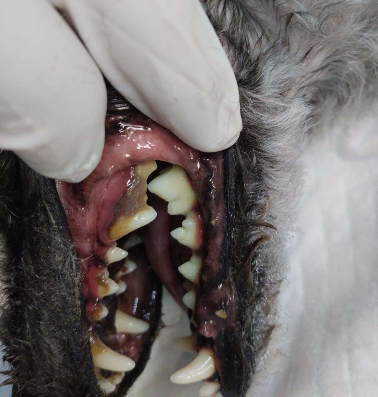 dentista para perros en leon